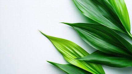 Fototapeta premium A serene layout of soft green leaves with gentle curves, displayed elegantly on a bright white background.