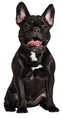 Portrait of beautiful dog, cute French Bulldog calmly sitting, posing against transparent background. Lovely human companion. Concept of domestic life, grooming services, veterinary. Ad