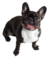 Close-up portrait of French bulldog looking at camera against transparent background. Smiling, happy muzzle. Concept of domestic life, grooming services, veterinary. Ad