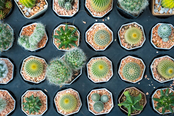Colorful Cacti Arranged in Square Pots