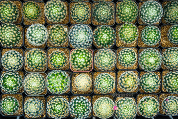 Colorful Cacti Arranged in Square Pots