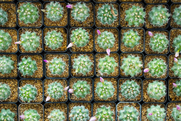 Colorful Cacti Arranged in Square Pots