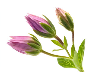 Obraz premium a close-up of a purple flower 