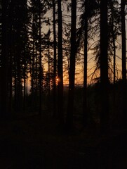 sunset in wood