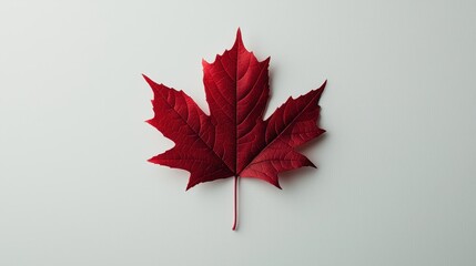 A single red maple leaf, showcasing its intricate details and bold color against a stark white background.