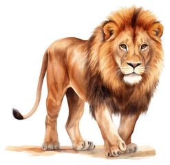 Obraz premium PNG Mammal animal safari lion.