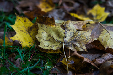 Dry, yellow foliage on the green grass. Autumn gradient. Autumn background
