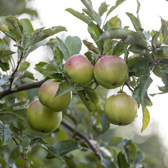 Red apples on a tree.Ripe Apples in the Apple Orchard before Harvesting