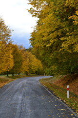 road in autumn forest