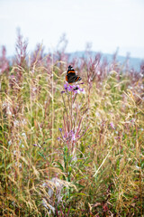 Beautiful butterfly on the flower, Low Tatras, Slovakia