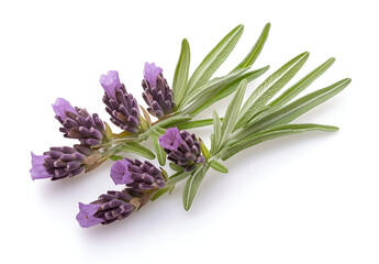 Obraz premium a group of purple flowers 