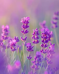 Naklejka premium Close-up of vibrant lavender flowers in full bloom, showcasing their beauty and rich purple color in a summer garden