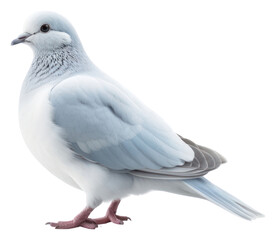 PNG Bird animal pigeon white.