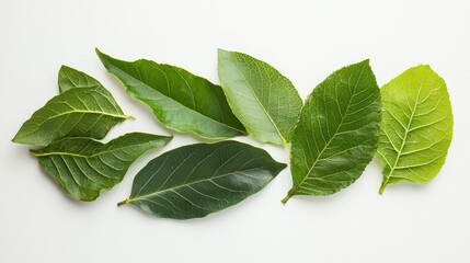 Obraz premium Several green leaves with varying shapes, layered together on a white surface, creating a natural and harmonious composition.