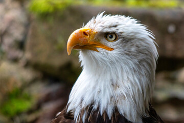 Portrait d'oiseau Pygargue à tête blanche en gros plan de profil