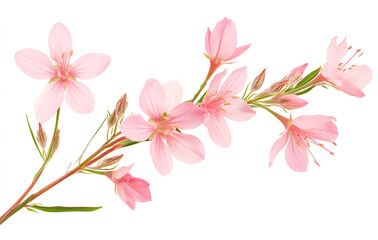 a close up of pink flowers

