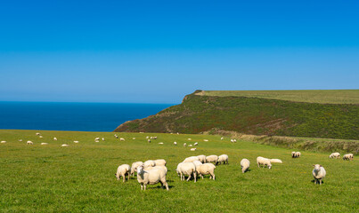 Fototapeta premium Flock of sheep at South West Coast path nearby Morwenstow, Cornwall, England
