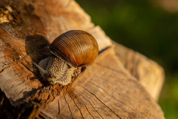 a snail crawls on a stump. the snail as a type of edible mollusk is found in natural conditions.