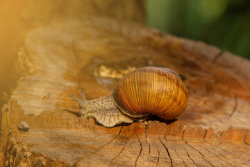 a snail crawls on a stump. the snail as a type of edible mollusk is found in natural conditions.