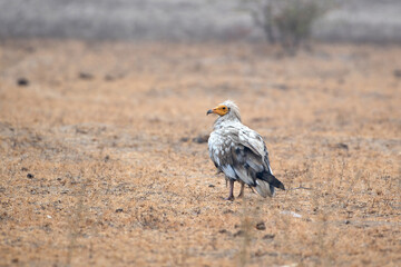 Egyptian vulture or Neophron percnopterus, at Jorbeer in Rajasthan, India