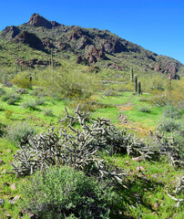 Naklejka premium After The Rain Sonora Desert Arizona Picacho Peak State Park