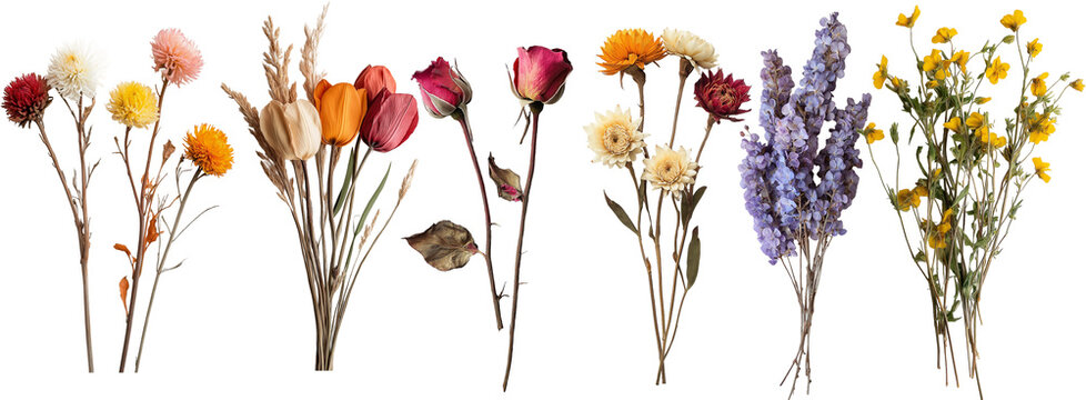 Fototapeta a bunch of dried flowers isolated on white background