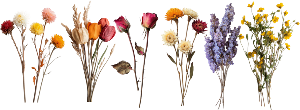 a bunch of dried flowers isolated on white background