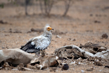 Egyptian vulture or Neophron percnopterus, at Jorbeer in Rajasthan, India