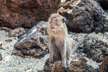 baboon sitting on the ground