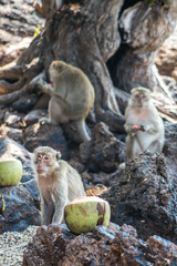 baboon sitting on a rock