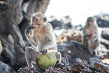 japanese macaque sitting on a rock