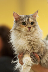 Maine Coon Katze auf einer Katzen Show