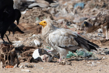 Egyptian vulture or Neophron percnopterus, at Jorbeer in Rajasthan, India
