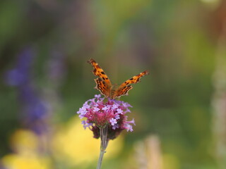 Obraz premium Schmetterling im Herbst
