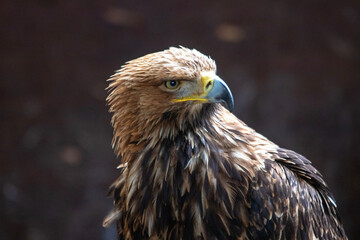 Portrait d'oiseau Aigle impérial en gros plan de profil