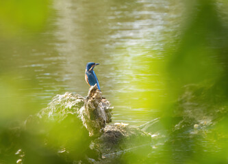 kingfisher on a tree trunk, kingfisher in a thicket, blue bird framed, cobalt blue bird, Kingfisher...