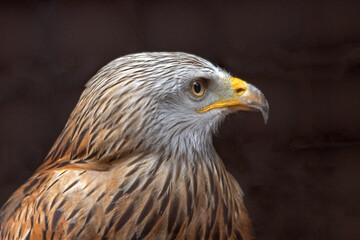 Obraz premium Portrait d'oiseau Milan royal en gros plan de profil