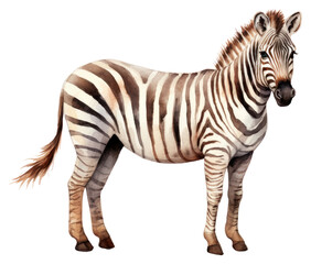 Fototapeta premium PNG Zebra wildlife animal mammal.