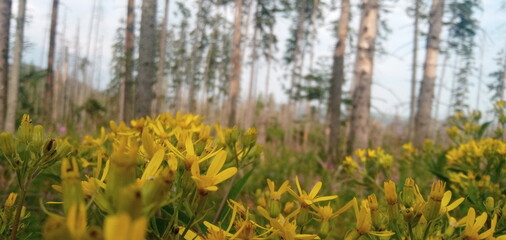 Fototapeta premium flowers in spring