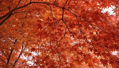 Beautiful scenics of Japanese maple leaves in nature park with the Autumn sunshine. Travel, vacation and holiday concept 7