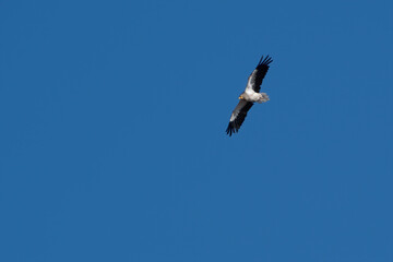 Egyptian vulture or Neophron percnopterus, in flight at Jorbeer Rajasthan, India