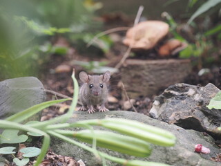 子ねずみの大冒険