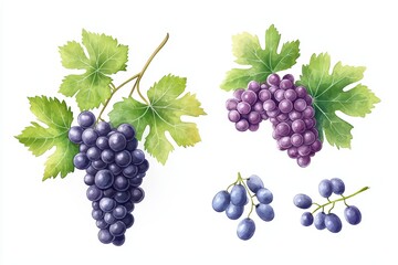 Fototapeta premium Assorted grapes with leaves, white isolate background