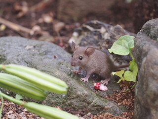 佇むクマネズミの子供