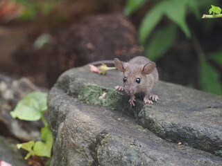 クマネズミの赤ちゃん