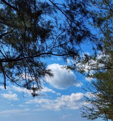 Beautiful pine forests create shade in summer on Ujung Pandaran beach, Sampit city, which is famous for its beautiful sandy beaches