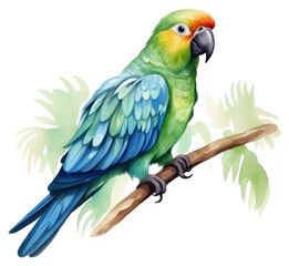 Fototapeta premium PNG Parrot animal bird budgerigar.