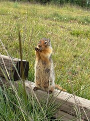 Mountain squirrel 