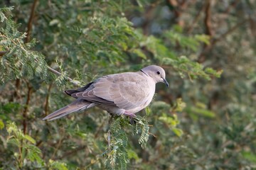 Eurasian collared dove or Streptopelia decaocto at desert national park, India