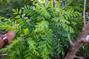 Obraz premium The curry tree (Murraya koenigii) or curry leaf tree. Curry berry leaf tree with green leaves background